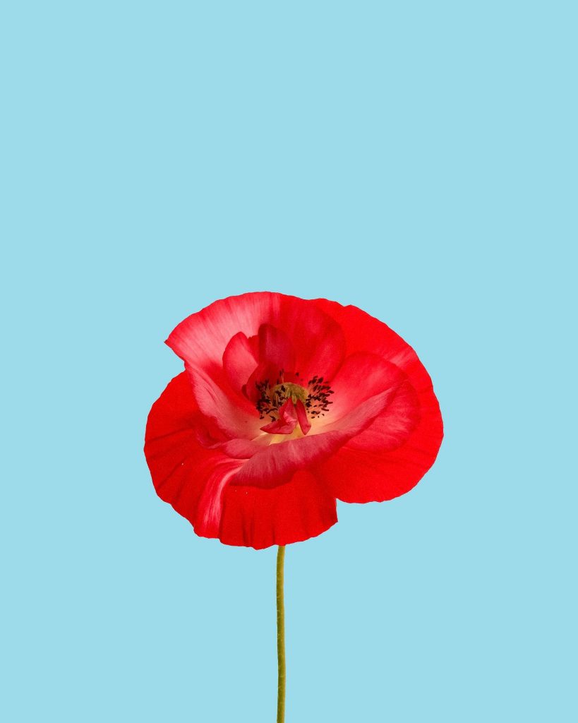 Light blue background with a red poppy
